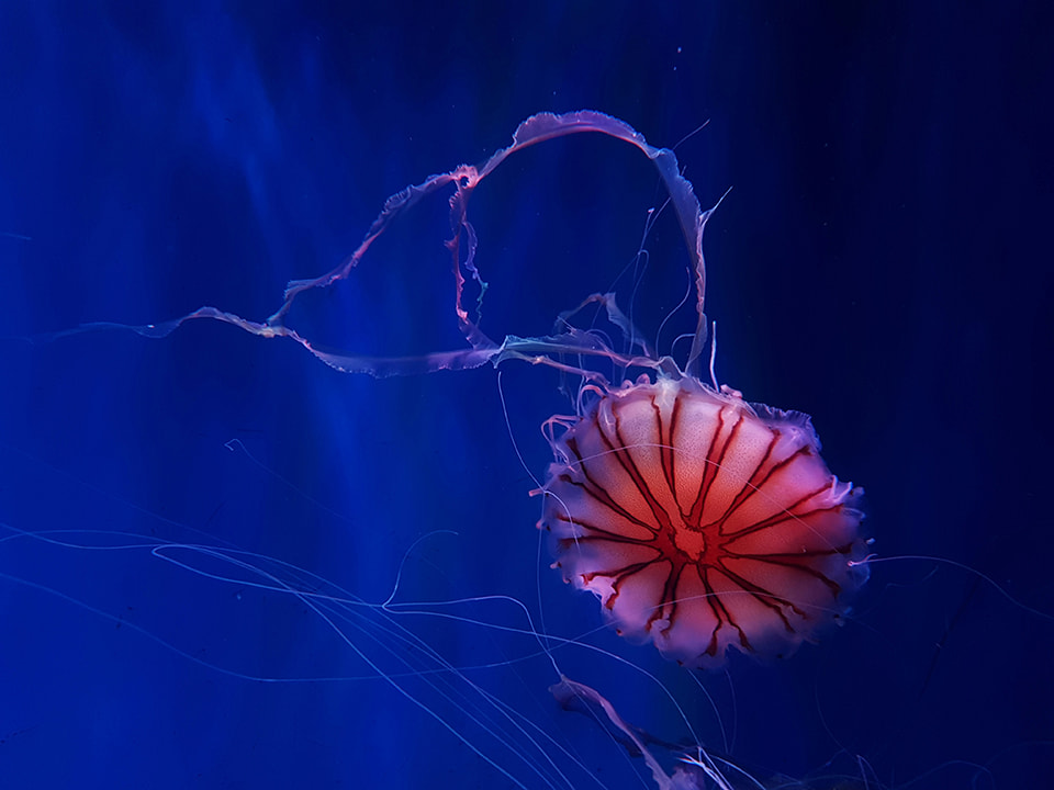 Japanese Sea Nettle