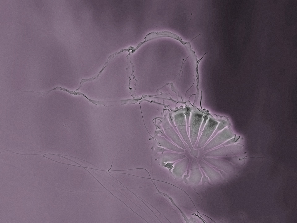 Japanese Sea Nettle Gray and Pink Edit