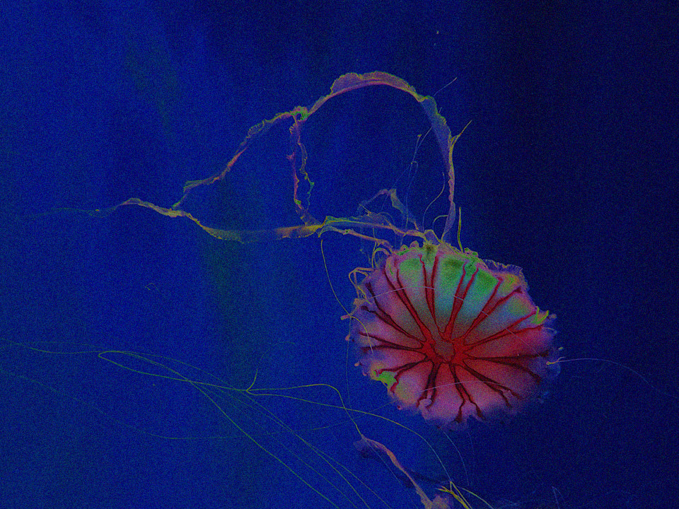 Japanese Sea Nettle Solarized Edit