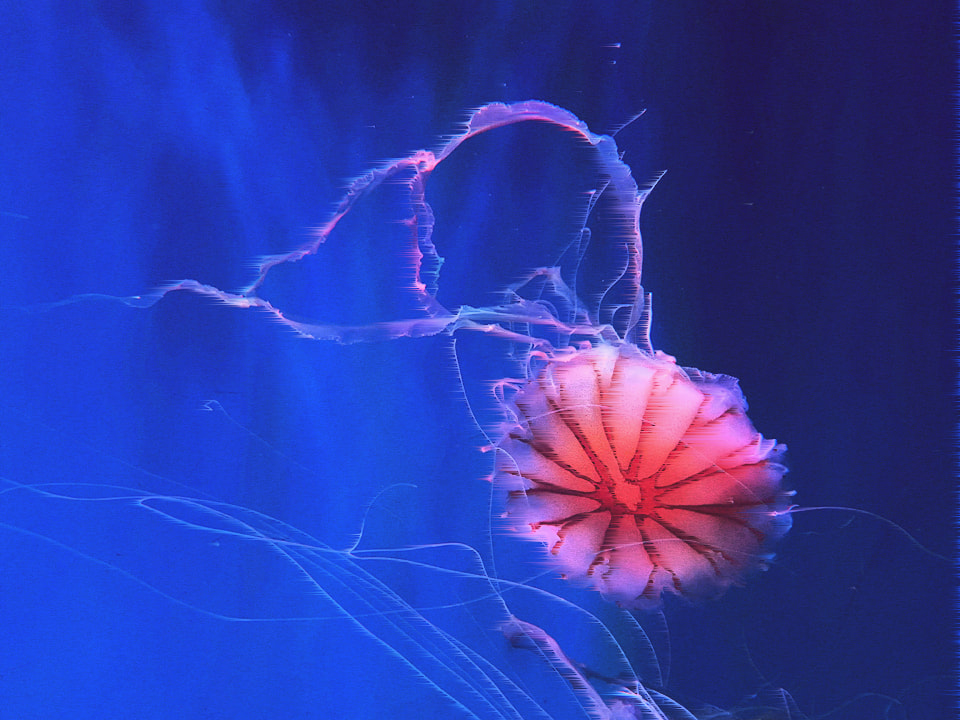 Japanese Sea Nettle Brighter Edit