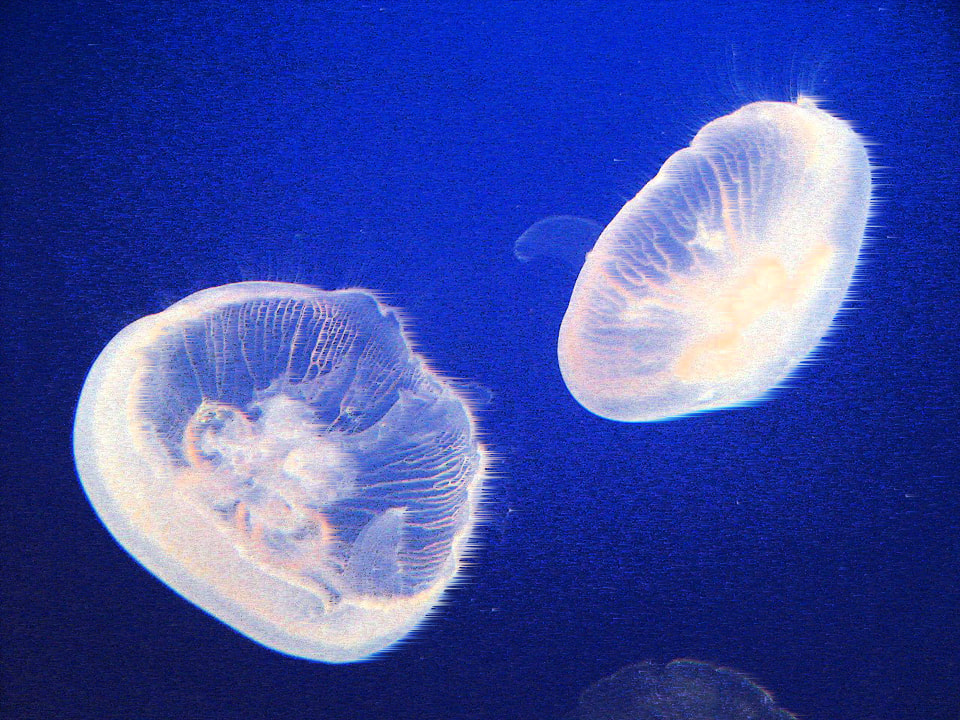 Moon Jellyfish Glowing Edit