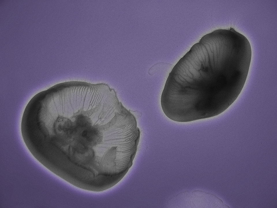 Moon Jellyfish Gray and Purple Edit