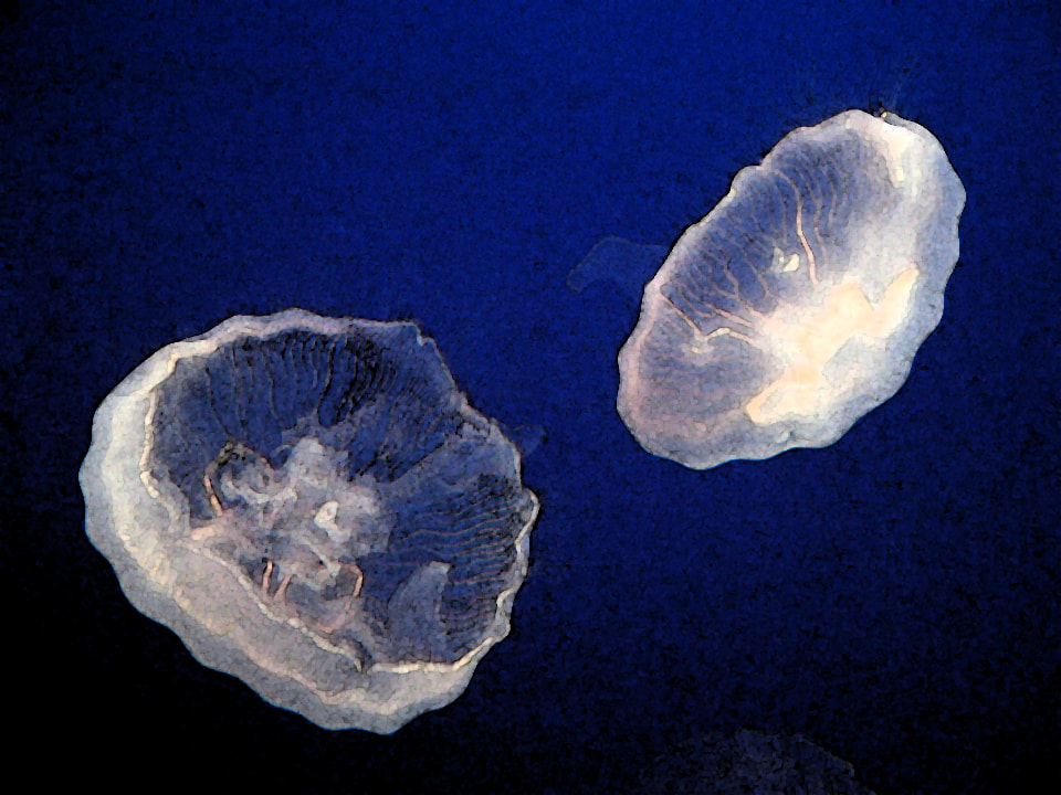 Moon Jellyfish Watercolour Edit