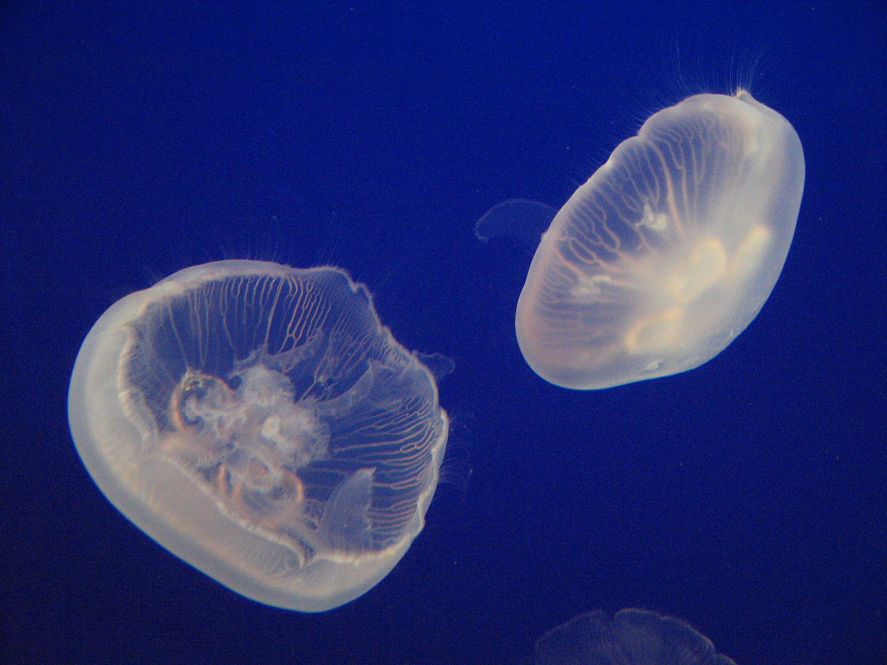 Moon Jellyfish